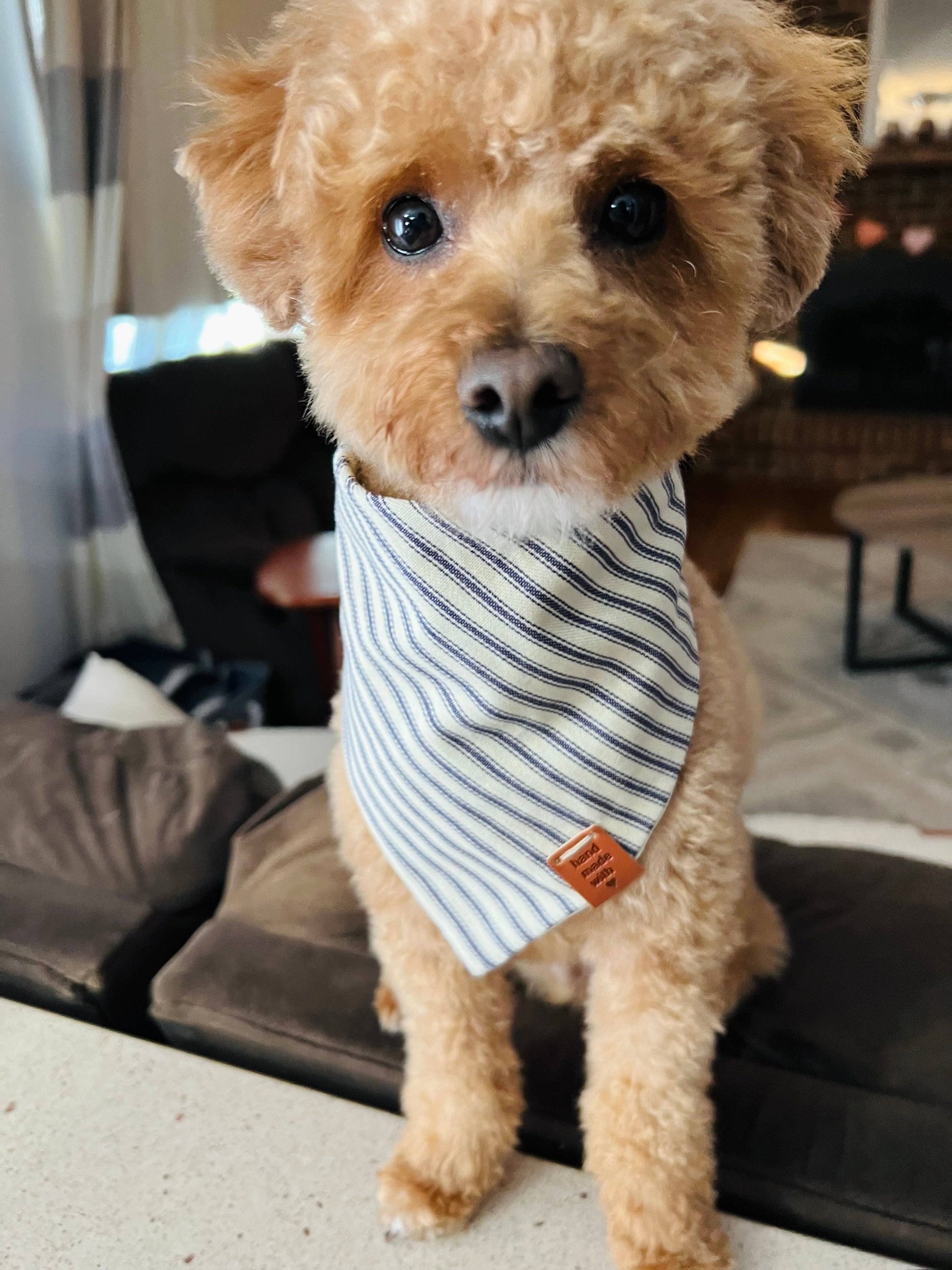 Small tan dog wearing blue and white bandana