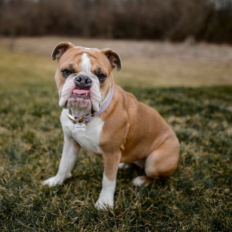 tan and white dog sitting in a field wearing a purple collar with "CUDDLY AF" dog tag