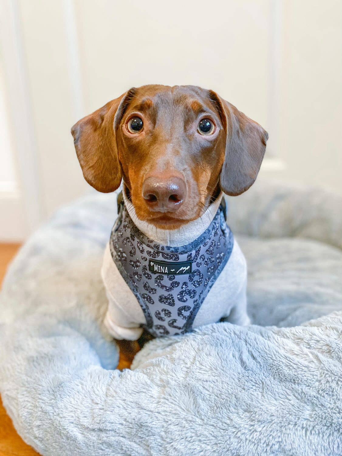 YOU’RE SO GLAM ADJUSTABLE SILVER OMBRE HARNESS