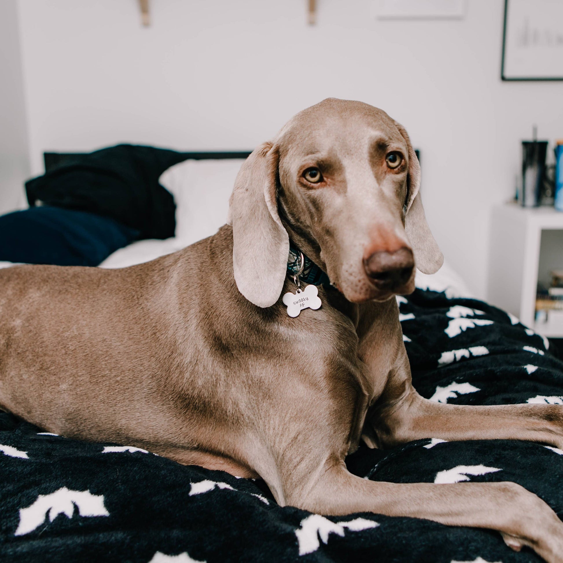 large brown dog laying on a bed wearing a dog bone shaped tag