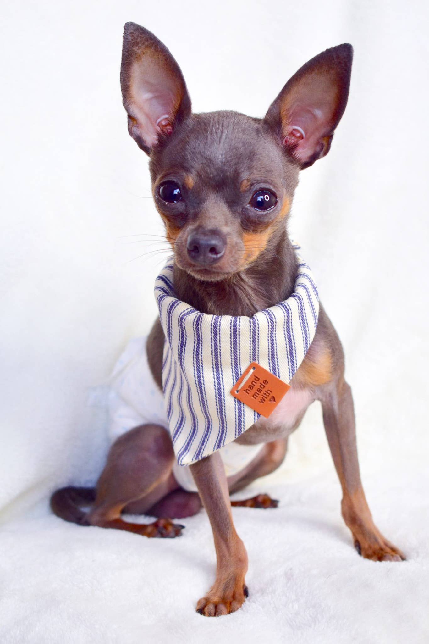 small brown chihuahua wearing blue and white bandana