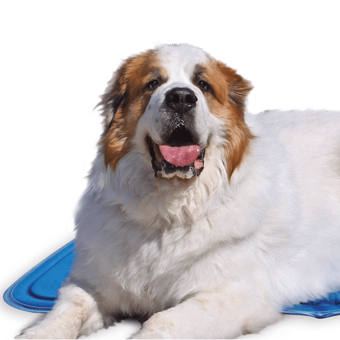 Cool Pet Pad - Ruffingdales, Inc