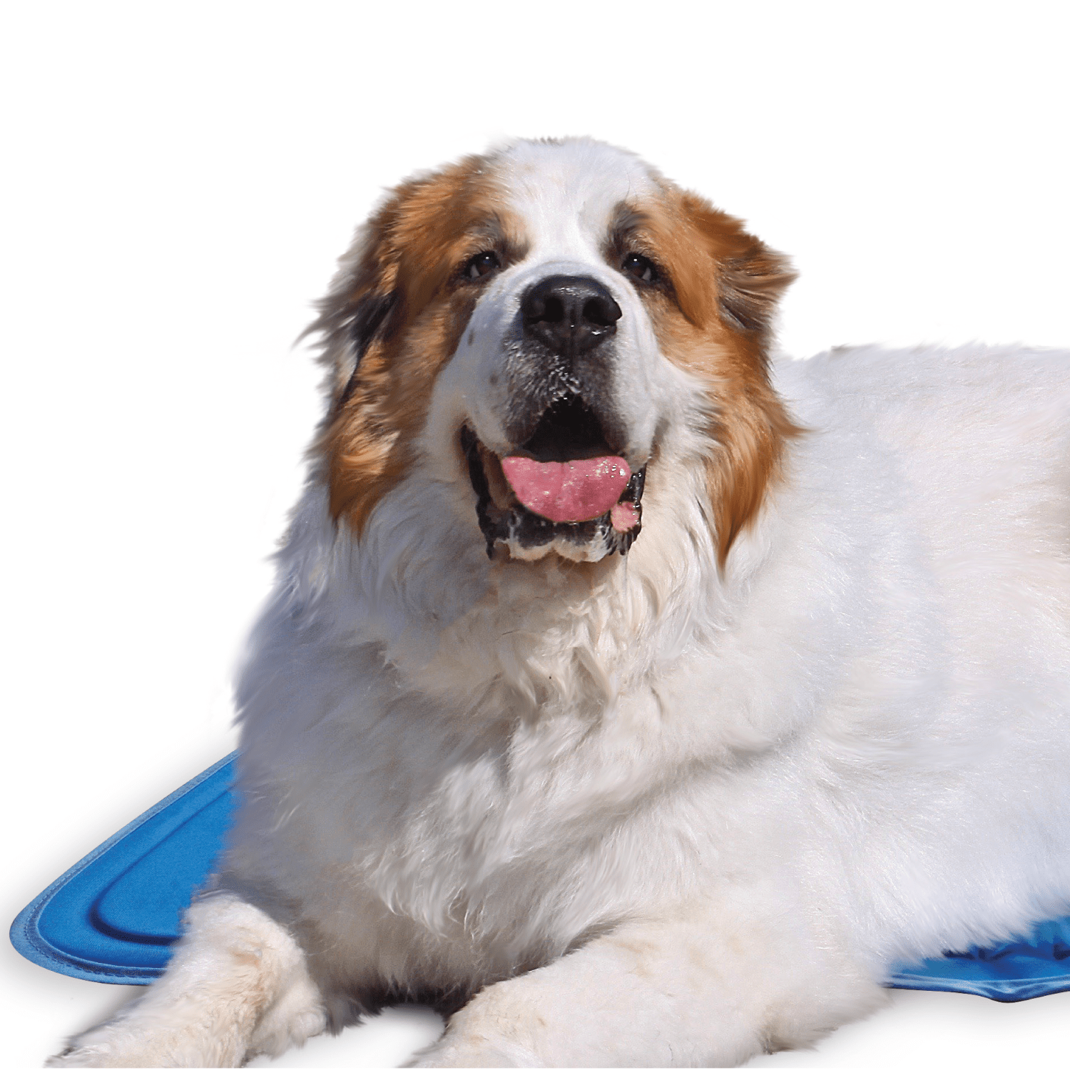 Cool Pet Pad - Ruffingdales, Inc