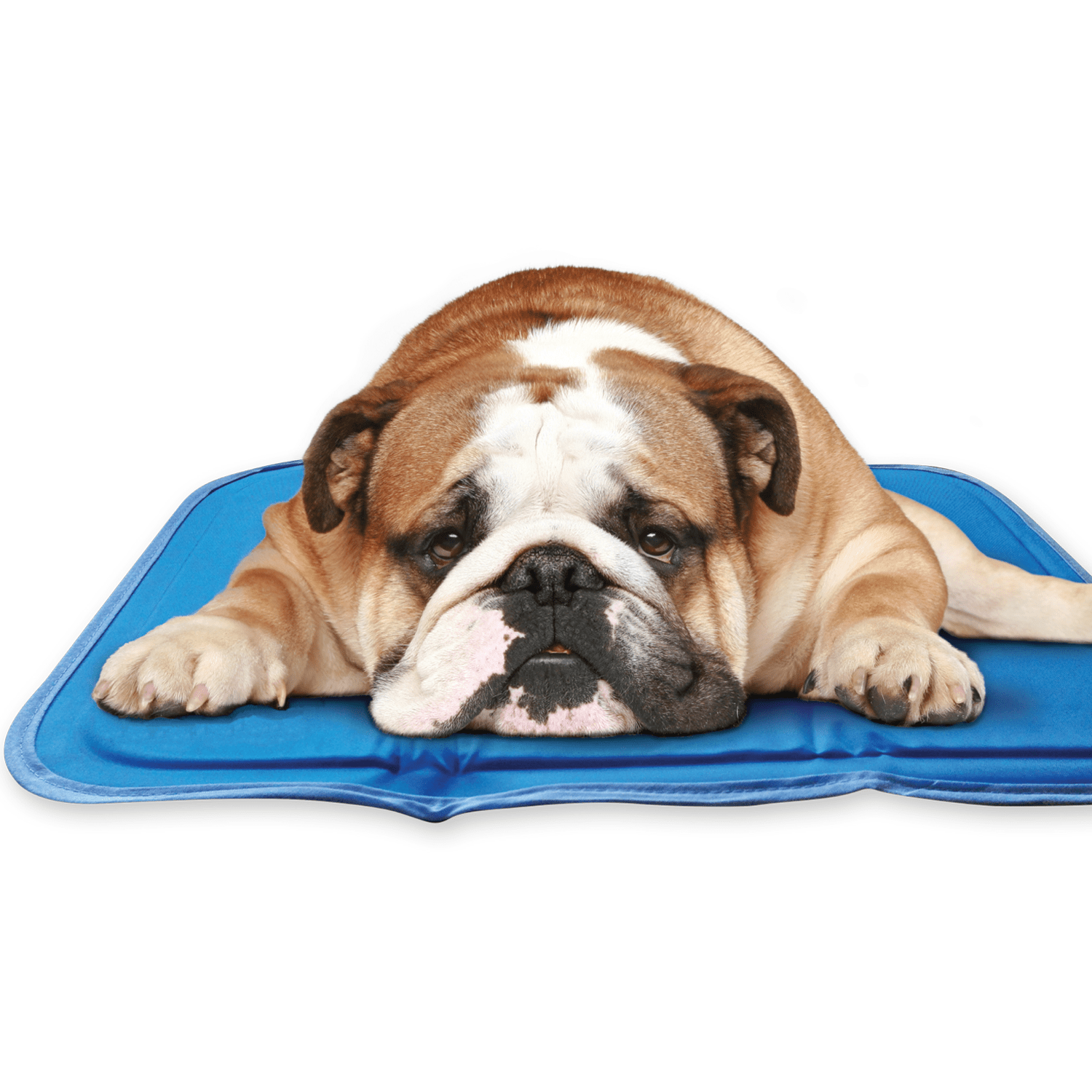 Cool Pet Pad - Ruffingdales, Inc
