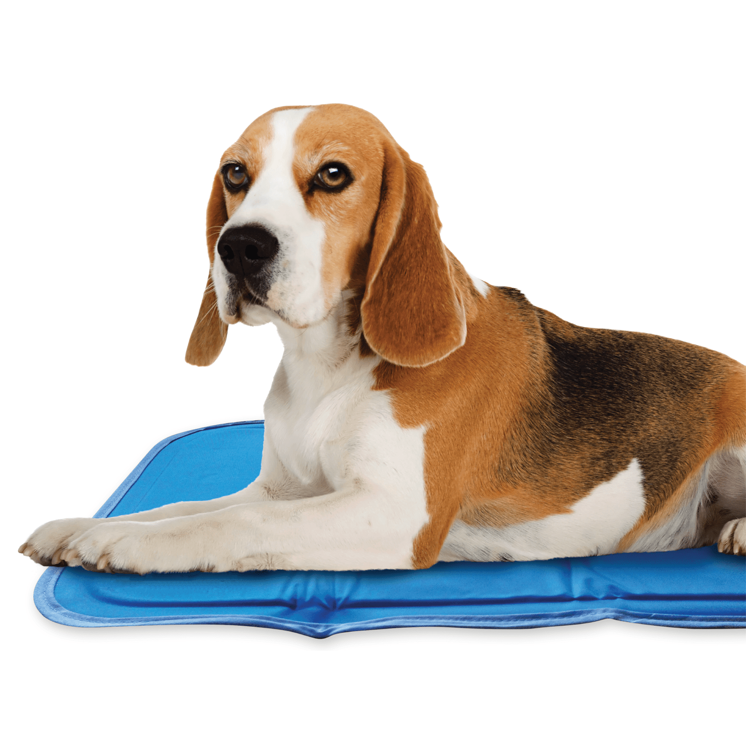 Cool Pet Pad - Ruffingdales, Inc