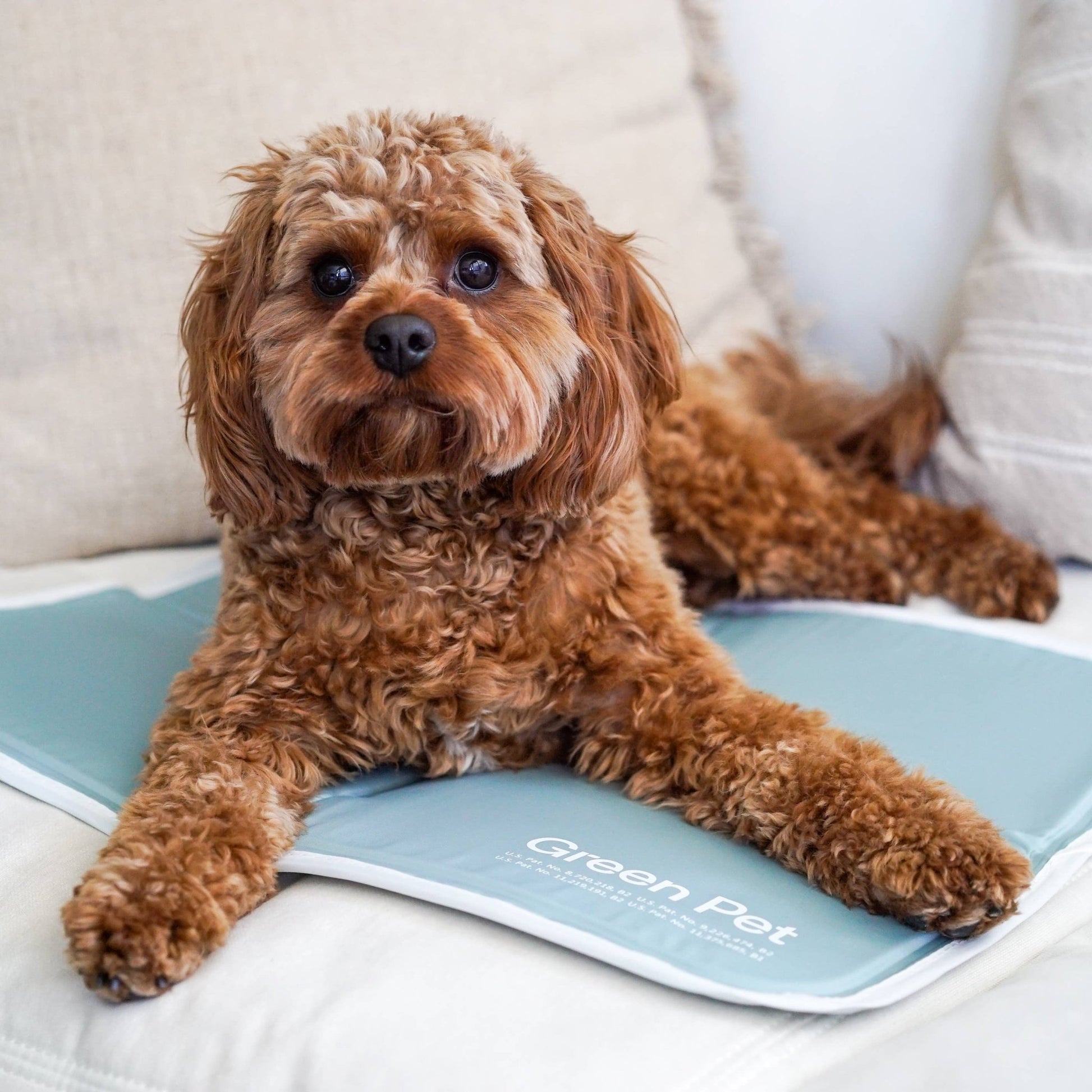 Cool Pet Pad - Ruffingdales, Inc