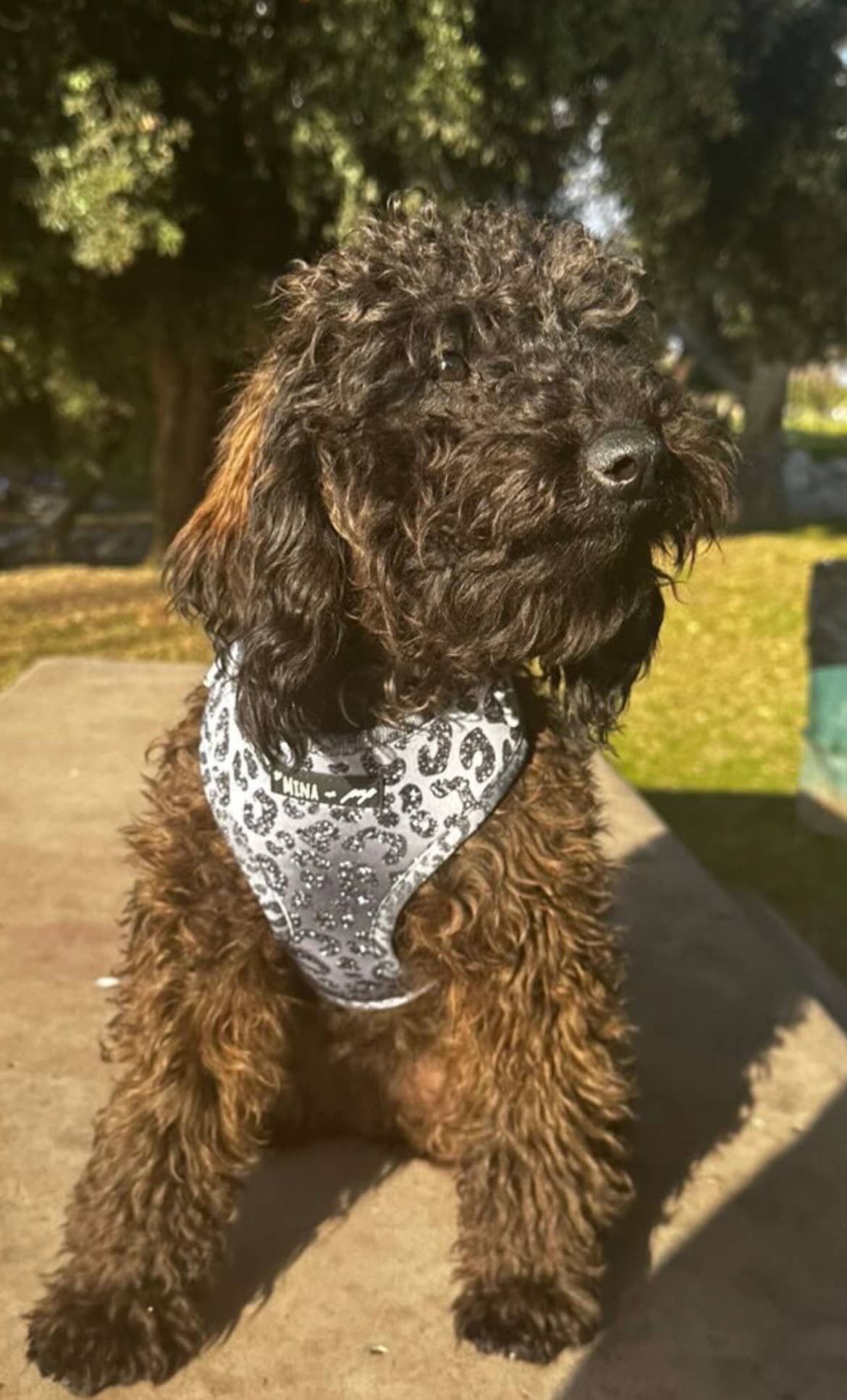 YOU’RE SO GLAM ADJUSTABLE SILVER OMBRE HARNESS