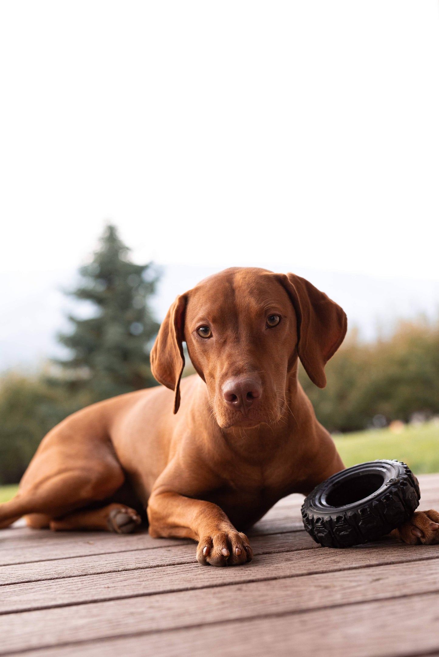 The Tire - Reclaimed Rubber Toy