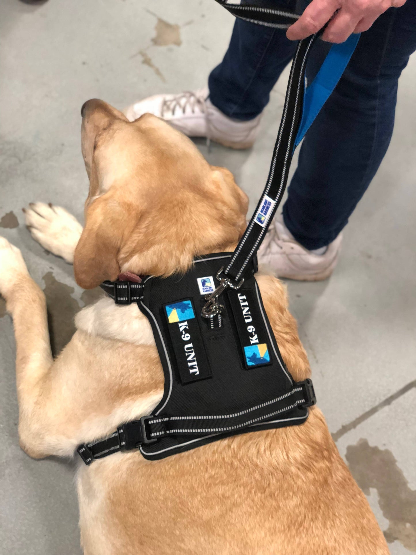 Headlight Harness LED Reflective Harness