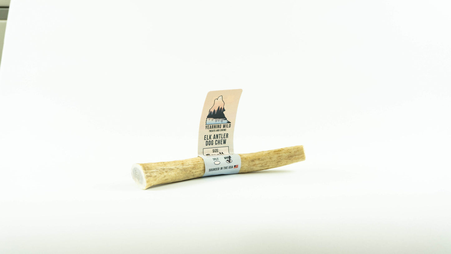 Elk Antler - Whole - Small