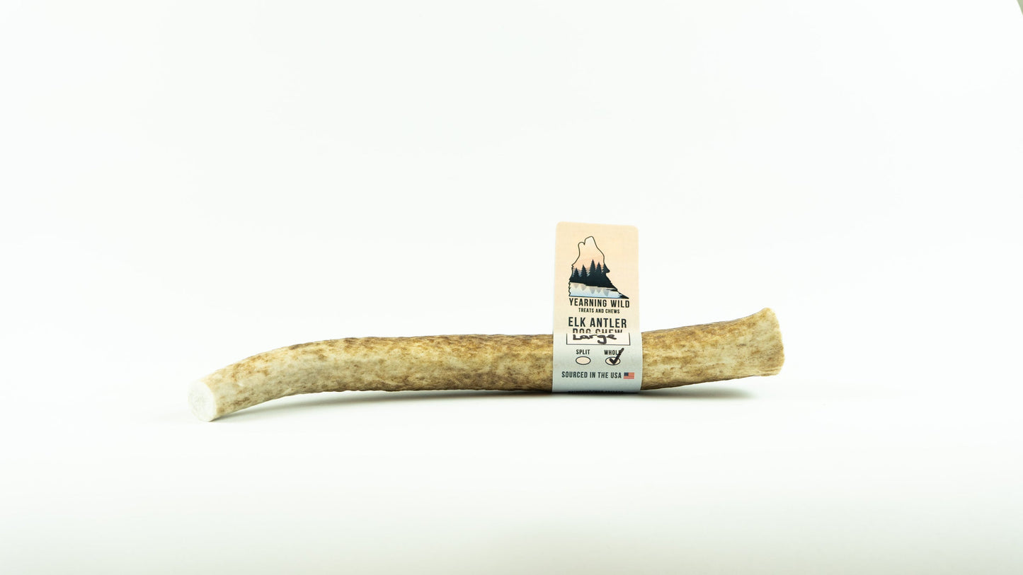 Elk Antler - Large