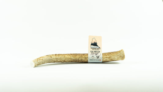 Elk Antler - Whole - Large