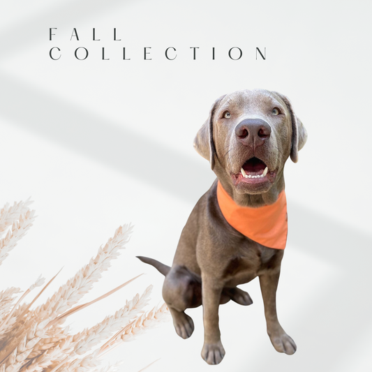 Brown dog sitting wearing Citrus bandana. Text says "Fall Collection"