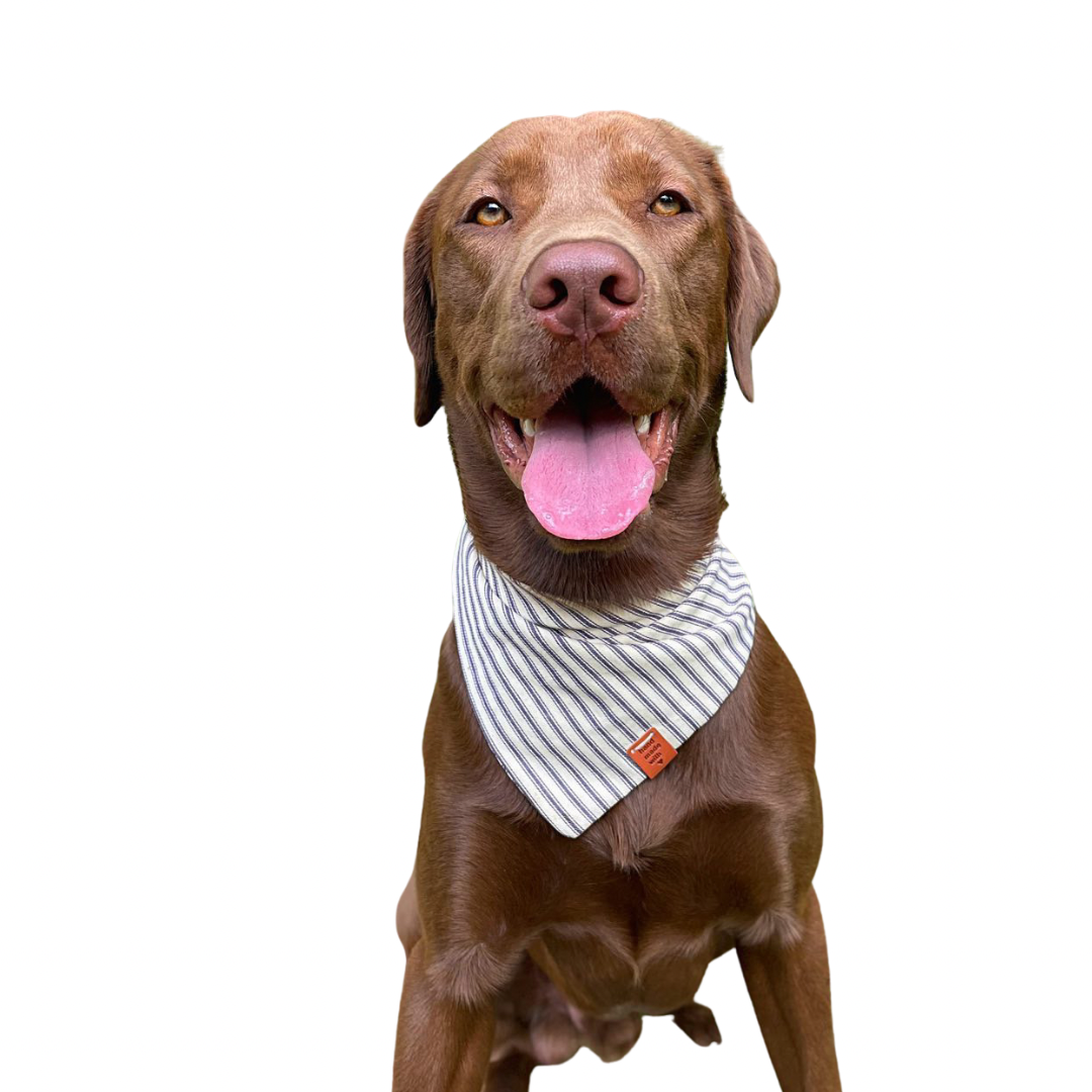 Brown dog sitting and wearing blue and white bandana